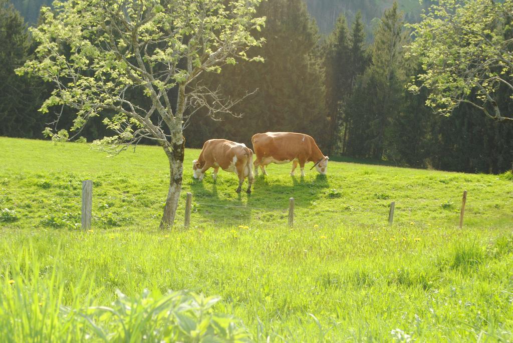 Apartamento Siedlerhof Hopfgarten im Brixental Exterior foto